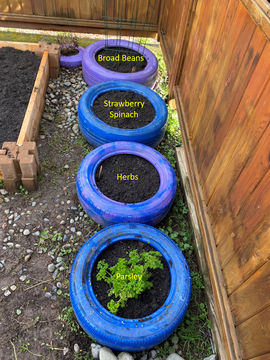 A row of 4 tires being used as garden beds, what will be planted in each is written in words.